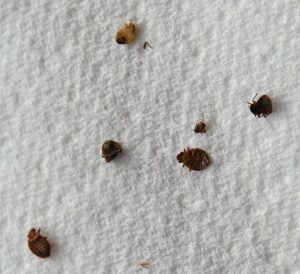 bed bugs removal 