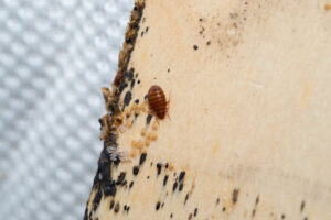 bed bugs removal