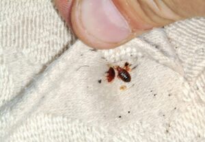bed bugs removal