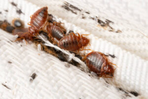 bed bugs removal