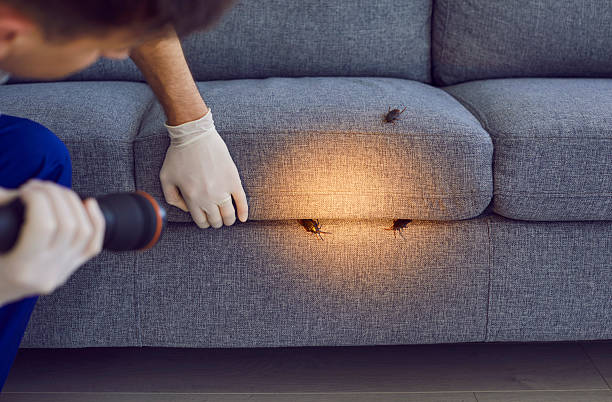 How to Avoid and Kill Bed Bugs in East London | Expert Guide