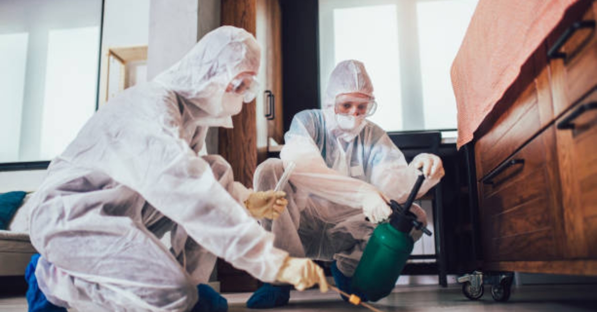 Bed bugs removal