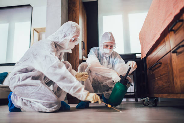 Get Rid of Bed Bugs Quickly with Expert Bed Bugs Removal in East London