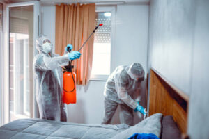 emergency bed bug removal