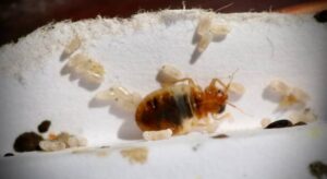 same day bed bug removal