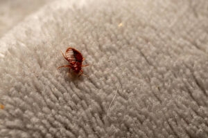 bed bug chemical treatment​