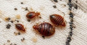 bed bug pest control​